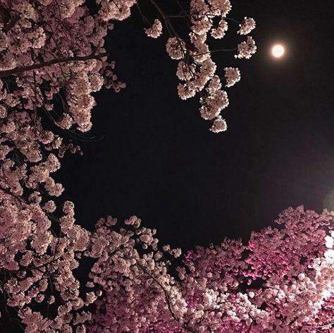 cherry blossoms at night Sakura Night Aesthetic, Cherry Blossom Tree At Night, Cherry Blossom Night Aesthetic, Sakura Blossoms Aesthetic, Flowers Night Aesthetic, Night Flowers Aesthetic, Sakura At Night, Cherry Blossoms Aesthetic, Cherry Blossom Icon