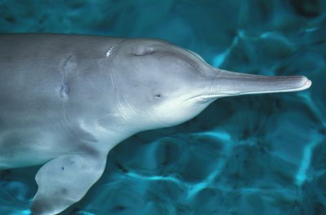 Common Dolphin, Fin Whale, Pilot Whale, White Dolphin, River Dolphin, Bottlenose Dolphin, Animal Guides, Douglas Adams, Extinct Animals