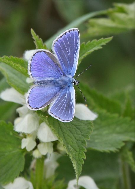 Common Blue (Male), by Rob Brooks Adonis Blue Butterfly, Male Butterfly, Polyommatus Icarus, Blue Butterfly Wallpaper, Birds And The Bees, Animal Groups, Beautiful Bugs, Butterfly Pictures, Skylark