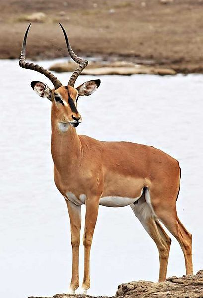 African Impala, Impala Animal, South African Animals, African Animals Photography, Namibia Africa, Deer Photos, Africa Wildlife, African Wildlife, African Animals