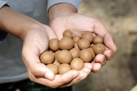 Bee-friendly fun: how to make seed balls for your garden - Honey Bee Suite Mud Pie Recipe, Seed Balls, Edible Seeds, Bee Friendly, Wildflower Seeds, Mud Pie, Planting Seeds, Honey Bee, Easy Recipe