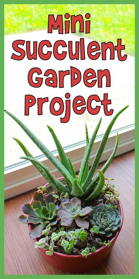 Mini Succulent Garden Project | Woo! Jr. Kids Activities Succulent Projects, Mini Succulent Garden, Luxury Garden Furniture, Green Ideas, Succulent Bouquet, Succulent Centerpieces, Succulent Gardening, Luxury Garden, Mini Succulents