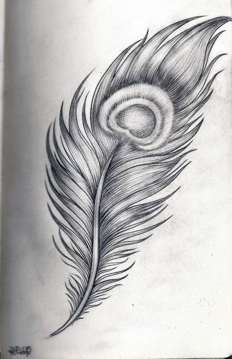 White Feather Tattoos, Peacock Feather Drawing, Feather Sketch, Tatoo Dog, Peacock Feather Art, Images Noêl Vintages, Peacock Drawing, Art Peacock, Peacock Feather Tattoo