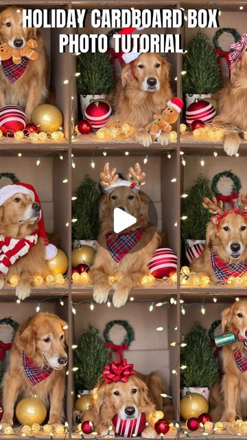 Sunday | Not Your Typical  Golden Retriever on Instagram: "This is your sign to do a holiday cardboard box photo shoot with your dog.✨I have made a quick and easy tutorial for you that makes editing super easy. I did everything on my phone . All you need is a cardboard box and some props. The photos do not have to be perfect just have fun and trust the process! ✨📸 

This is a great activity to share with you friends and family over the holidays! 🌲I hope you try it. Please tag us if you do I’d love to see all your photos and share some in my stories. 💕So we can all inspire each other! 🙌

#goldenretriever #doglover #dogparents #dogs #dogmom #dogsofinstagram #christmasdog #photographytutorial #diy" 12 Days Of Christmas Photo Ideas, Christmas Pets Photos, Cute Dog Christmas Photos, New Years Box Photos, Pet Holiday Photos Ideas, Cardboard Box Christmas Photo, Diy Dog Christmas Photoshoot, Dogs Christmas Pictures, Christmas Box Photos