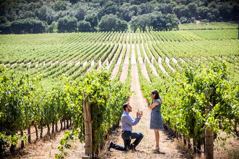 Napa Proposal, Vineyard Proposal, Wedding Proposal Ideas Engagement, Global Entry, Engagement Stories, Proposal Photography, Yarra Valley, She Said Yes, Wedding Proposals