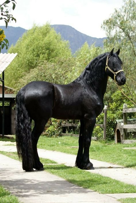 Shire Horse Black, Percheron Horses, Friesian Horses, Beautiful Horses Photography, Horse Black, Stallion Horses, Beautiful Arabian Horses, Black Stallion, Horse Aesthetic