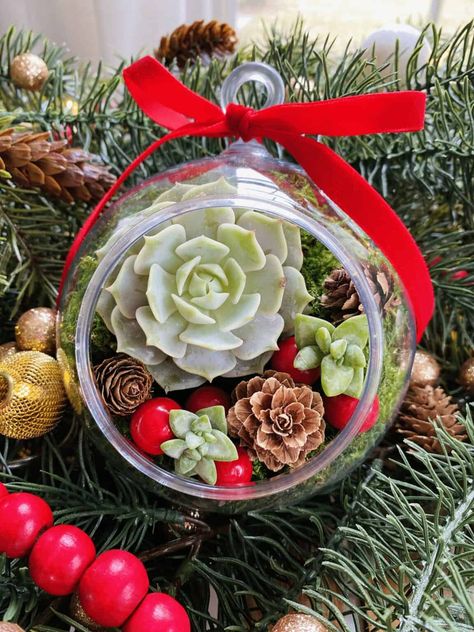 Terrarium Ornaments Christmas, Terrarium Christmas Ornaments Diy, Christmas Succulent Wreath, Holiday Succulent Arrangements, Succulent Ornament, Garden Themed Christmas Ornaments, Succulents Christmas, Christmas Plant Decor, How To Make A Succulent Christmas Tree