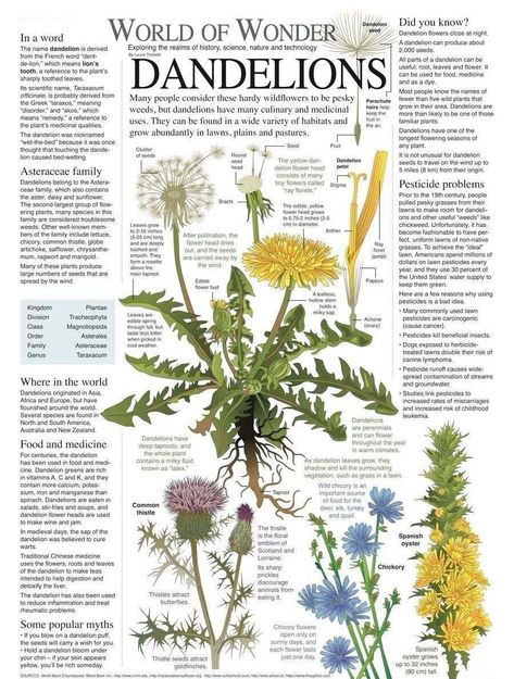 Learn about the abundant dandelion flower Anatomy Of Plants Botany, Botany Facts, Plant Identification Chart, Botany Lessons, 숲 사진, Botanical Science, Plant Encyclopedia, Medicinal Herbs Garden, About Plants