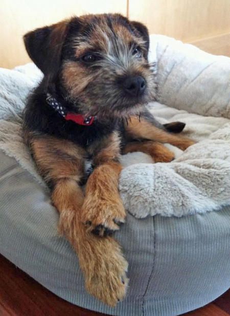 Marley the Border Terrier Dog Name Ideas, Border Terrier Puppy, Patterdale Terrier, Cutest Puppy, Cute Dog Pictures, Terrier Puppy, Border Terrier, Name Ideas, Brown Dog