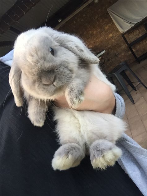 Holding Bunny, Cute Puppies And Kittens, Pet Bunny Rabbits, Cele Mai Drăguțe Animale, Bunny Care, Cute Bunny Pictures, Bunny Cages, Pet Bunny