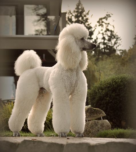 Guard dog | lucky3110 | Flickr Poodle Styles, Standard Poodle Cuts, Standard Poodle Haircuts, Poodle Haircuts, Anjing Poodle, Poodle Hair, Poodle Haircut, Poodle Cuts, French Poodle