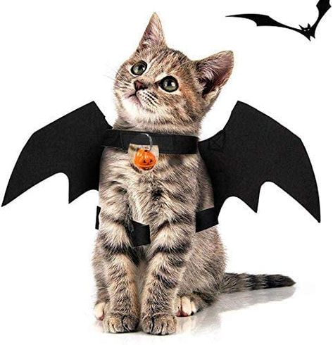 Dog Supplies, Pet Bat, Pet Costumes Cat, Spiders Funny, Cat Halloween Costume, Cat Costumes, Pet Costumes, Pet Home, Halloween Cat