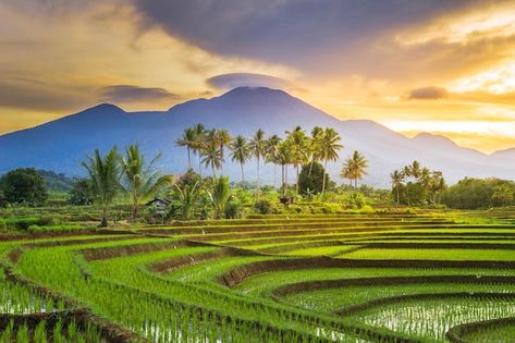 Ubud Indonesia, Desktop Images, Morning View, Wallpaper Dekstop, Beautiful Morning, Alam Yang Indah, Ubud, Wallpaper Pc, Nature Pictures