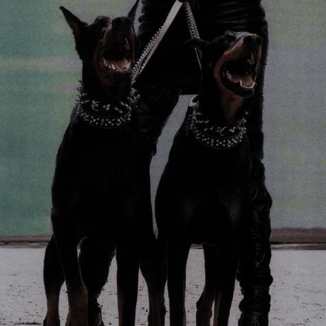 Dog Aesthetic, Doberman, Dogs, Black