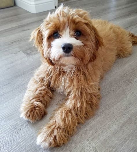 Cava-poo Cava Poo Puppies, Teddy Haircut, Cava Poo, Goldendoodle Puppies, Poodle Puppies, Cavapoo Puppies, Super Cute Puppies, Crazy Dog Lady, Puppies And Kitties