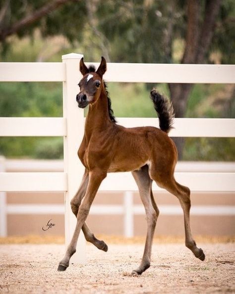 Baby Horses, Horse Markings, Horse Show Clothes, Barrel Racing Horses, Types Of Horses, Majestic Horse, Miniature Horse, All The Pretty Horses, Horse Crazy