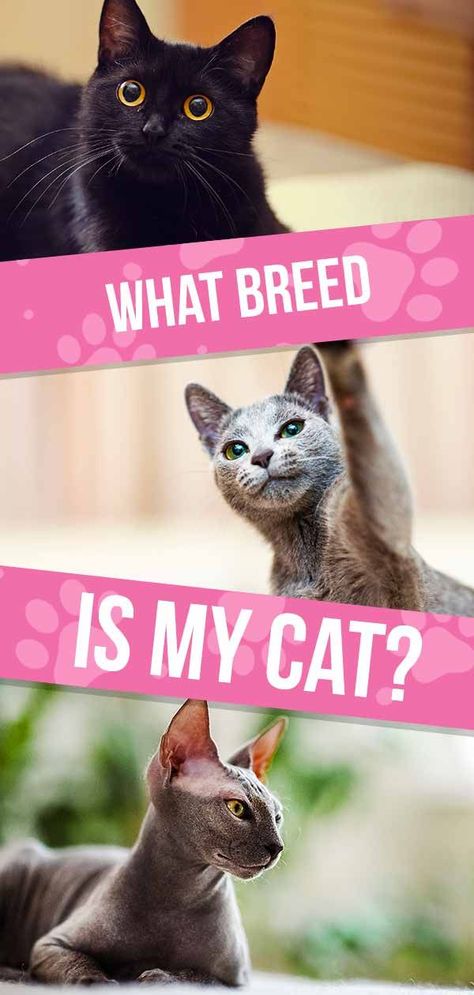 what breed is my cat Grey Cat Breeds, Small Cat Breeds, Types Of Cats Breeds, Funny Animal Pics, Cat Breeds Chart, Different Breeds Of Cats, Black Cat Kitten, Bicolor Cat, Elf Cat