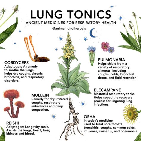 Top 10 Herbs for the Lungs  | Flodesk Herb Book, Crystal Girl, Medical Herbs, Magia Das Ervas, Magic Herbs, Magical Herbs, Natural Healing Remedies, Healing Plants, Herbal Healing