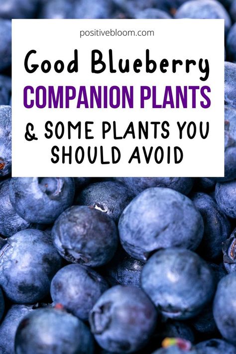 Good Blueberry Companion Plants & Some Plants You Should Avoid Growing Blueberries Bushes, Planting Blueberry Bushes, Pruning Blueberry Bushes, Blueberry Companion Plants, Blueberry Tree, Blueberry Gardening, Food Forest Garden, Growing Vegetables In Pots, Growing Blueberries