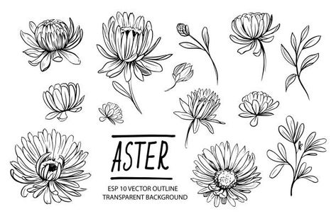 Flower Drawing Outline, Aster Flower Drawing, Aster Tattoo, Aster Flower Tattoos, Flor Tattoo, Aster Flowers, Aster Flower, Birth Flower Tattoos, Flower Sketches