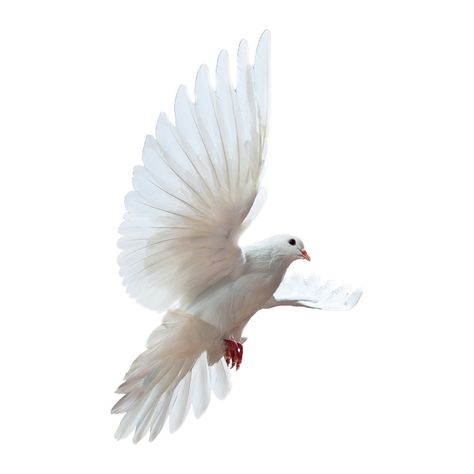 Dove Png, Popular Logos, Photo Clipart, White Doves, Graphic Design Projects, Image House, Hd Photos, Pet Birds, 1 Million