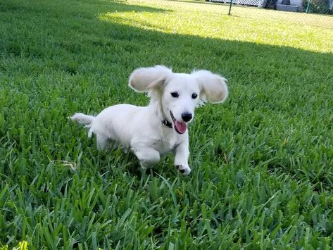 White Dachshund, Dachshunds Dog, Doxie Puppies, Dachshund Art, Long Haired Dachshund, Animals Photos, Very Cute Dogs, Weenie Dogs, Best Friends For Life