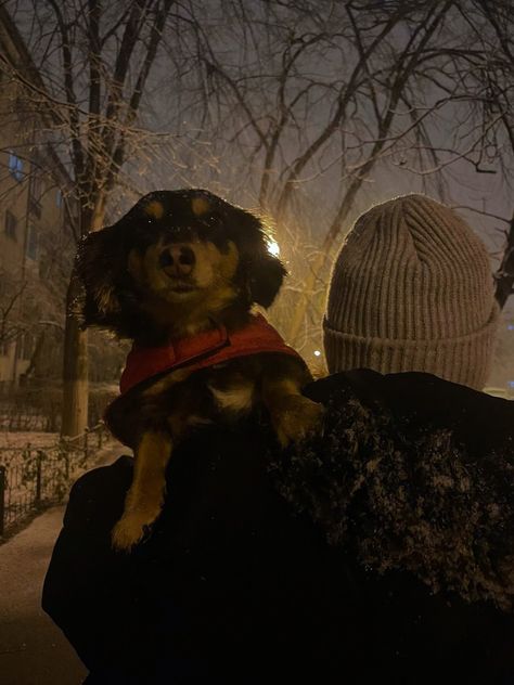 Late Winter Aesthetic, Dog Person Aesthetic, Dog Lover Aesthetic, Snowing Aesthetic, January Moodboard, Snow Winter Aesthetic, Dog In Snow, 2024 Manifestation, Vision Bored