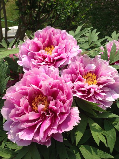 My peony tree! Peony Tree, Japan Tree, Tree Peonies, Tree Peony, Peonies Garden, Sugar Flowers, Beautiful Blooms, Flower Pictures, Flowers Photography