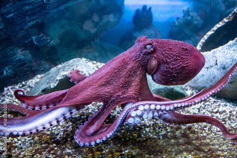 Real Octopus, Octopus On Rock, Real Octopus Pictures, Octopus Photos, Octopus Photography, Octopus Tenticals, Octopus Tentacle Photography, Octopus Species, Octopus Pictures