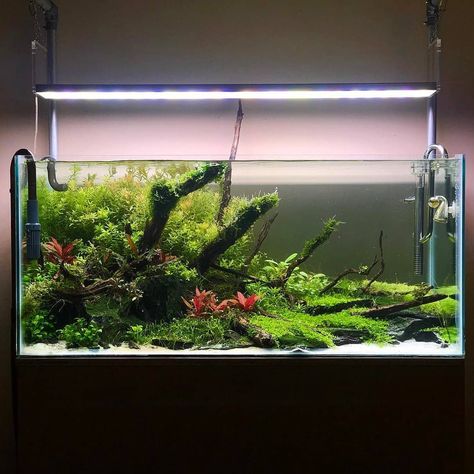 Triangle Aquascape, Freshwater Aquascape, Aquascape Inspiration, Aqua Scape, Fish Tank Themes, Aquarium Garden, Aquascape Design, Aquarium Setup, Shrimp Tank