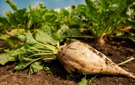 White Beets, Sugar Beets, Beta Vulgaris, Sugar Beet, Red Beets, Heirloom Vegetables, Beet Juice, Fruit Seeds, Distilled White Vinegar