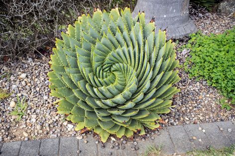 Best-known for its striking spiral growth habit, the spiral aloe requires specific conditions in order to thrive. Types Of Aloe Plants, Aloe Polyphylla, Spiral Aloe, Succulent Fertilizer, Cactus Care, Succulent Landscaping, Clay Planters, Succulent Soil, Aloe Plant