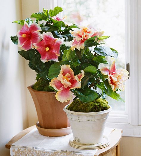 Bring the outdoors in by decorating with these 24 blooming plants in your home. Colorful, flowering plants, including African violets, hibiscus, lilies, jasmine, and more, will banish winter blues and add a refreshing touch of nature to your living space. Growing Hibiscus, Flowers Hibiscus, Easy House Plants, Indoor Flowering Plants, Plant House, نباتات منزلية, Doors Makeover, Flower Plants, Indoor Gardens