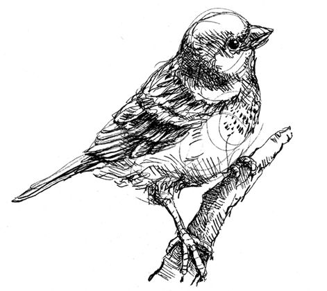 Sparrow Drawing, Micron Pen Art, Pen Art Work, A Level Art Sketchbook, Bird Sketch, Etching Prints, Pen Art Drawings, Pen Sketch, Pencil Art Drawings