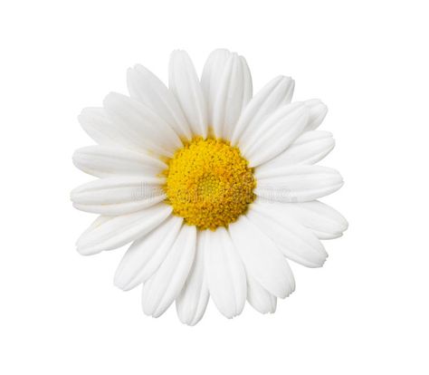 Daisy flower isolated with hand made clipping path stock image White Flower Png, All White Background, Daisy Wall, Sublimacion Ideas, Flower Icons, 背景 シンプル, White Daisy, Flower Clipart, Scene Creator