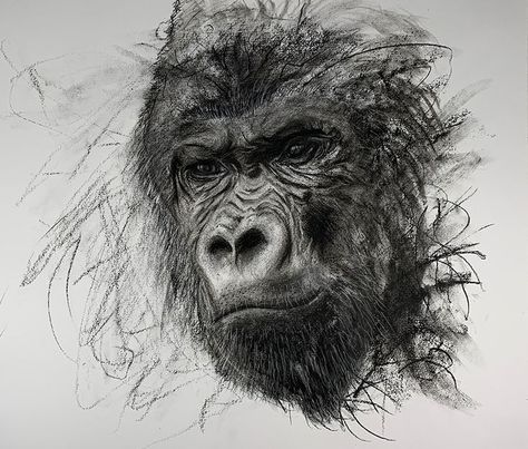 Charcoal on paper. Gorilla Art Drawing, Brush Set Procreate, Expressive Drawing, Charcoal Artists, Charcoal Artwork, Charcoal Painting, Charcoal Paper, Gorillas Art, School Drawing