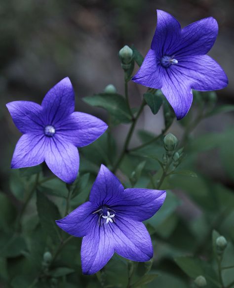 ... of Chinese bellflowers / Ballonblumen (Platycodon grandiflorus)  in our garden - Frankfurt-Nordend  for a Peaceful Blue Monday! Bluebells Aesthetic, Chinese Bellflower, Ciri Cosplay, Platycodon Grandiflorus, Peaceful Blue, Blue Monday, Room Renovation, The Blues, Wedding Board