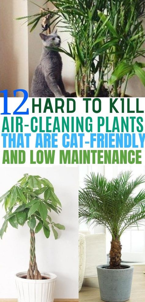 12 Indoor Plants that Clean the Air and are Safe for Cats - Balancing Bucks Safe House Plants, Cat Friendly Plants, Cat Safe Plants, Katt Grejer, Air Cleaning Plants, Plants Pet Friendly, Household Plants, Plant Care Houseplant, Areca Palm