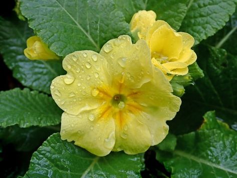 Beautiful Meaning and Symbolism of Primrose Flower and Color | Florgeous Flowers Types, Primrose Flowers, Primrose Flower, Beautiful Meaning, Flower Symbol, Unique Symbols, Flower Meanings, About Today, Goddess Of Love