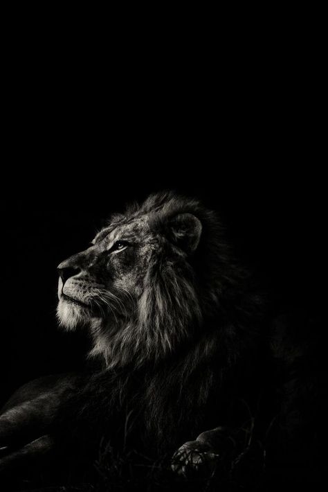 Pin by Abdullahfathi on Album noir et marque de luxe | Animal canvas paintings, Lion images, Lion pictures Pictures Black And White, Animal Canvas Paintings, Lion Images, Lion Pictures, Animal Canvas, Canvas Paintings, Lion, Paintings, Black And White