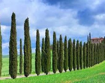 plantmad48 - Etsy Bosnia and Herzegovina Italian Cypress Trees, Italian Cypress, Cupressus Sempervirens, Privacy Trees, Porch Plants, Fast Growing Trees, Tree Seeds, Cypress Trees, Evergreen Trees