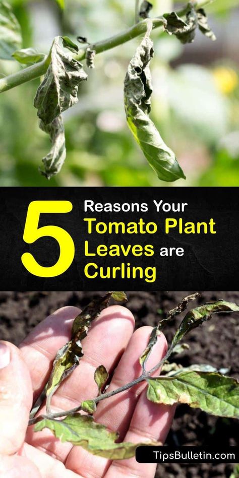 Tomato Leaves Curling Up, Tomato Leaves Curling, Dyi Garden, Tomatoes Plants Problems, Plant Leaves Turning Brown, Planting Tomatoes, Tomatoes Growing, Tomato Leaves, Homemaking Skills