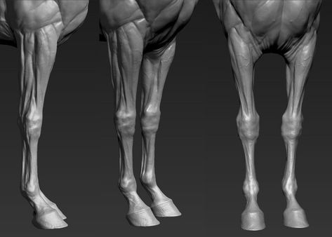 ArtStation - project Horse Horse Study, Metal Horse Sculptures, Leg Anatomy, 3d Horse, Horse Collection, Dog Anatomy, Horse Anatomy, Horse Inspiration, Sculptures Céramiques