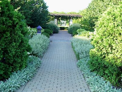 Stachys lambs ear, calamintha white cloud midway back Lambs Ear Plant, Japanese Landscape Design, Solar Post Lights, Border Plants, Japanese Landscape, Flower Spike, Traditional Landscape, Lambs Ear, Large Plants