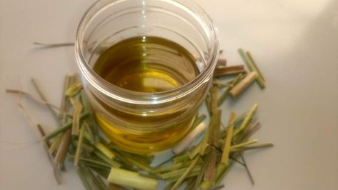 Lemongrass Oil: How to make lemongrass essential oil at Home - Jotscroll Lemongrass Oil Diy, How To Make Lemongrass Essential Oil, Diy Lemongrass Essential Oil, Uses For Lemongrass Essential Oil, What To Do With Lemongrass Leaves, How To Make Lemongrass Oil, Lemongrass Body Oil, How To Make Lemon Grass Oil, Lemon Grass Oil Diy