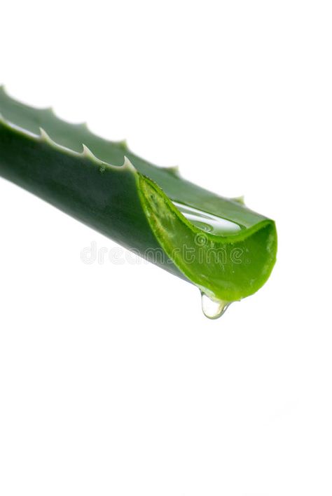 Aloe vera leaves. Features aloe leaf In white background , #Aff, #leaves, #Features, #Aloe, #vera, #white #ad Aloe Vera Photography, Aloe Vera Background, Aloe Vera Aesthetic, Aloe Vera Image, Banana Breakfast, White Leaves, Aloe Leaf, Aloe Vera Leaf, Poster Layout