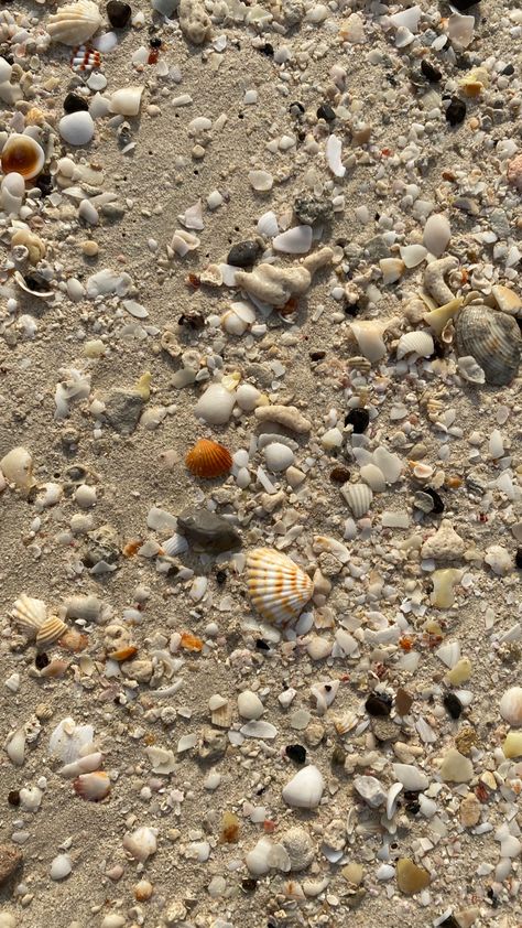 Conchiglie Aesthetic, Kerang Laut Aesthetic, Shells Beach, 90s Wallpaper, Sea Photography, Shell Beach, Ocean Wallpaper, Instagram Feed Inspiration, Black Wallpaper Iphone