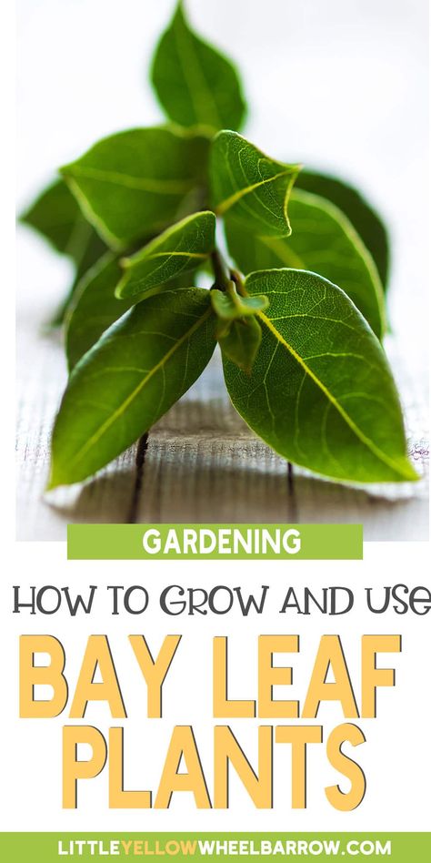 Bay leaf may not seem like an obvious herb to grow in your garden. However, given how useful (and tasty!) it is, I would argue that every cook should grow their own bay leaf plant. From planting to harvesting and using your bay leaves, here’s everything you need to know about growing a bay laurel tree. Growing Bay Leaves, Grow Bay Leaves, Laurel Bay Tree, How To Grow Bay Leaf Plant, Bay Leaf Plant In Pot, Growing Bay Leaves Plants, Bay Leaf Manifestation, Herb Preservation, Bay Plant