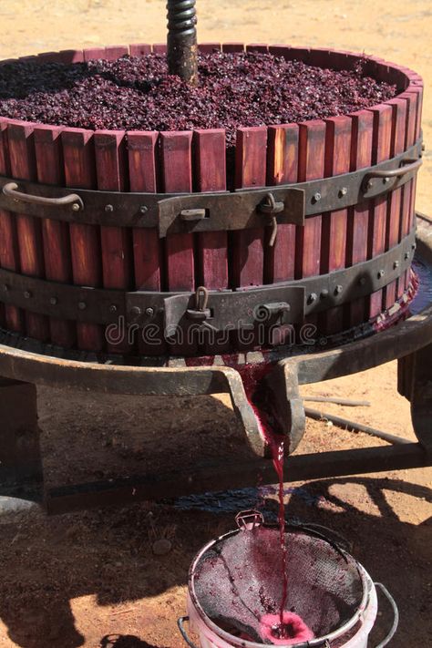 Making Wine From Grapes, Grapes Wine, Wine Grape, Wine Press, Berry Punch, Grape Wine, Red Grape, Homemade Wine, Farm Lifestyle