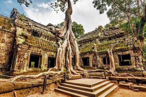 7 Awesome Things to Do and See if You Travel to Madagascar - Page 3 of 8 - Must Visit Destinations Ta Prohm Temple, Ta Prohm, Dark Hedges, California Photos, Danang, California National Parks, Barcelona Travel, Unique Trees, Siem Reap